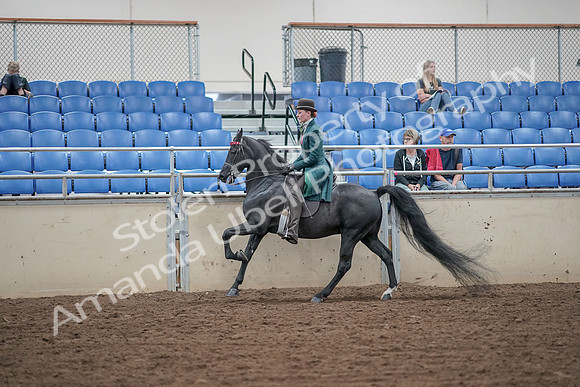 2019 Morgan Horse Show - Aug 30, 2019 - 15585