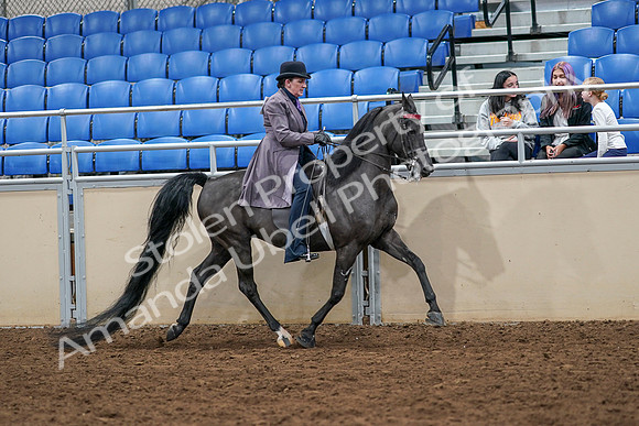 2020 - AB Morgan Horse - Sat, Sept 05 - 13992