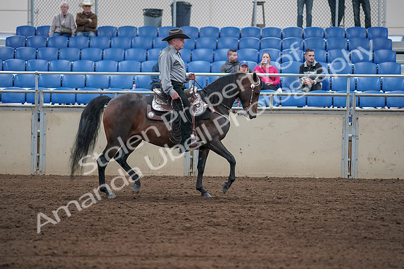 2019 Morgan Horse Show - Sept 01, 2019 - 07078