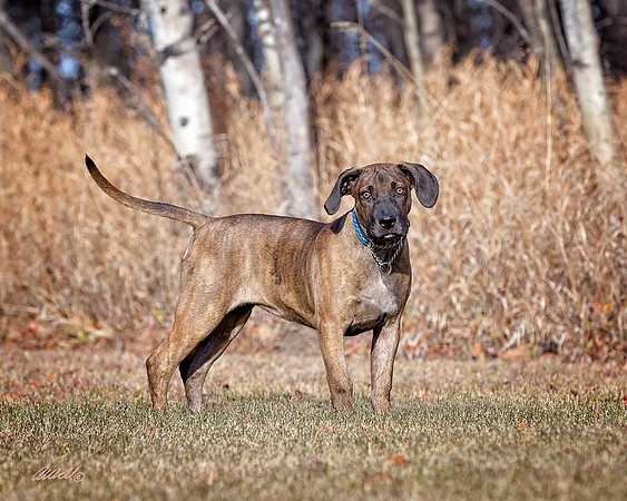 Dogs and Cats - 053