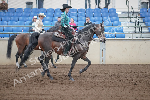 2019 Morgan Horse Show - Sept 01, 2019 - 07026