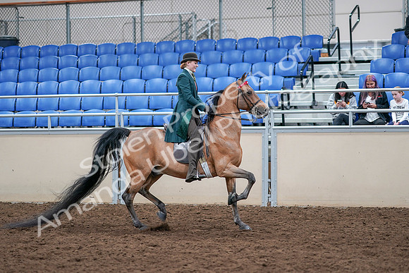 2020 - AB Morgan Horse - Sat, Sept 05 - 13887