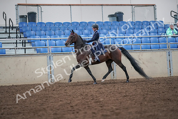 2019 Morgan Horse Show - Aug 30, 2019 - 17790