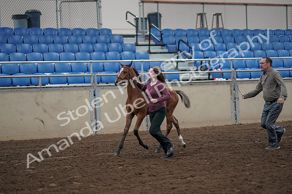 2019 Morgan Horse Show - Aug 31, 2019 - 00378