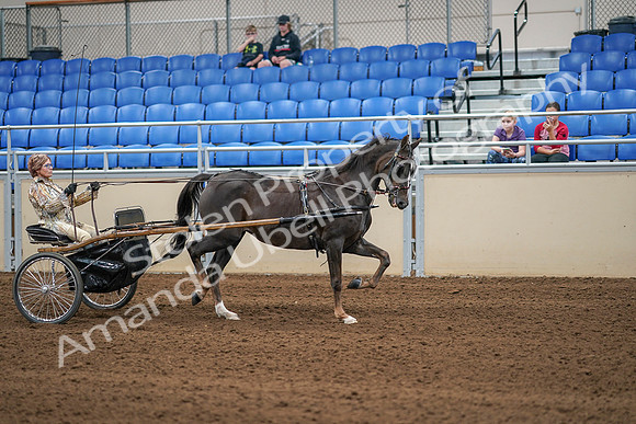 2020 - AB Morgan Horse - Sat, Sept 05 - 05950