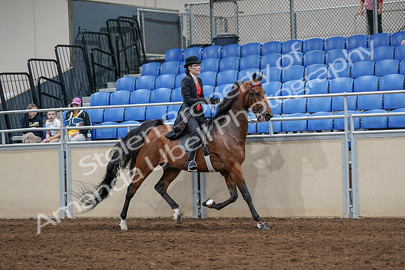 2020 - AB Morgan Horse - Sat, Sept 05 - 06758