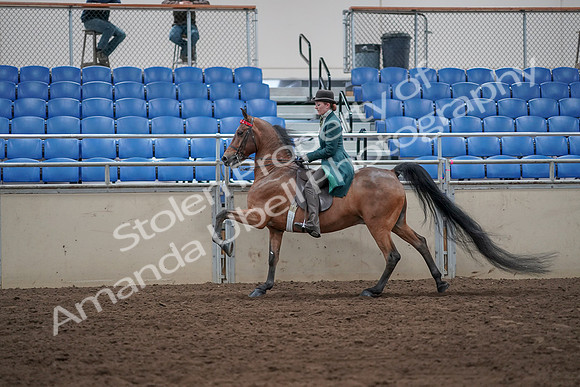 2019 Morgan Horse Show - Sept 01, 2019 - 13281