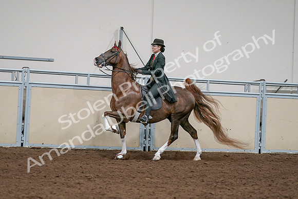 2020 - AB Morgan Horse - Sat, Sept 05 - 13047