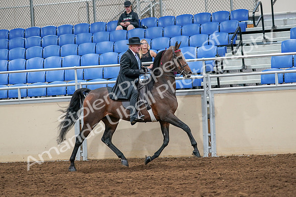 2020 - AB Morgan Horse - Sat, Sept 05 - 08160