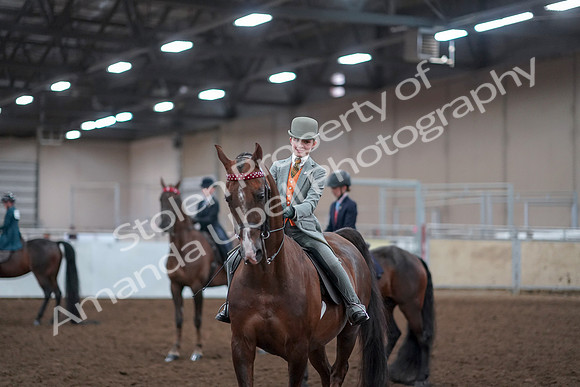 2019 Morgan Horse Show - Aug 30, 2019 - 18196
