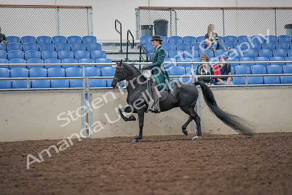 2019 Morgan Horse Show - Aug 30, 2019 - 15498