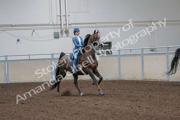 2020 - AB Morgan Horse - Fri, Sept 04 - 05033