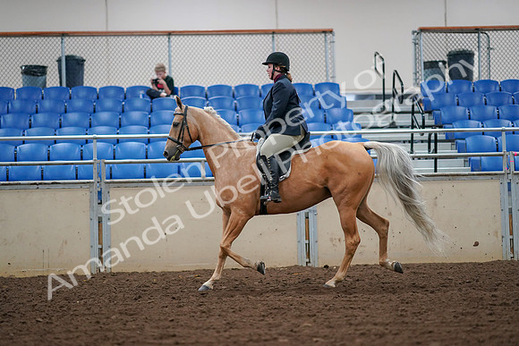 2019 Morgan Horse Show - Aug 30, 2019 - 16086
