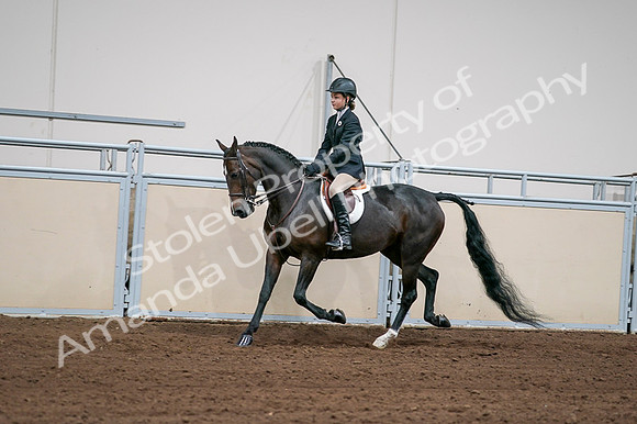 2020 - AB Morgan Horse - Fri, Sept 04 - 02027