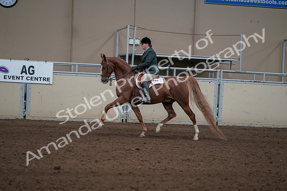2019 Morgan Horse Show - Sept 01, 2019 - 12221
