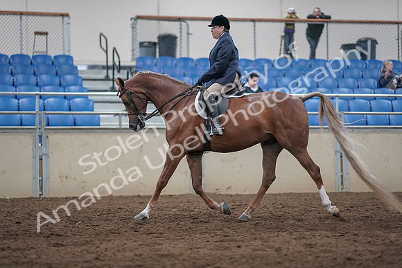 2019 Morgan Horse Show - Sept 01, 2019 - 08608