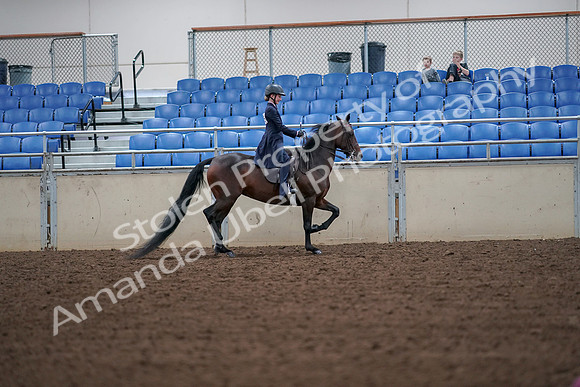2019 Morgan Horse Show - Aug 30, 2019 - 18043