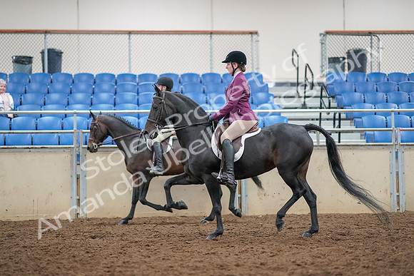 2019 Morgan Horse Show - Aug 30, 2019 - 23347