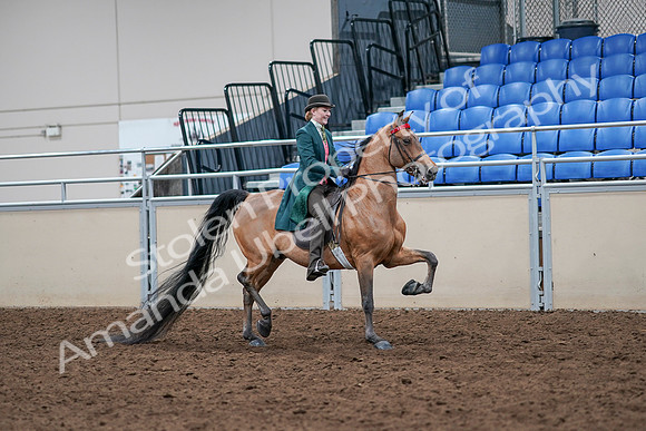 2020 - AB Morgan Horse - Sat, Sept 05 - 13865