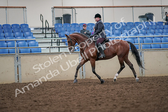 2019 Morgan Horse Show - Aug 30, 2019 - 20442