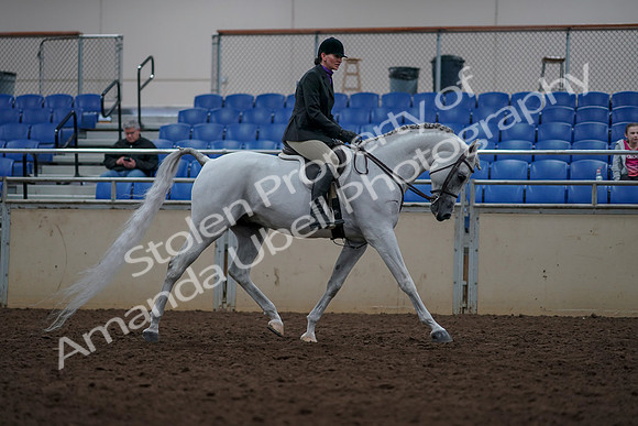 2019 Morgan Horse Show - Aug 31, 2019 - 16206