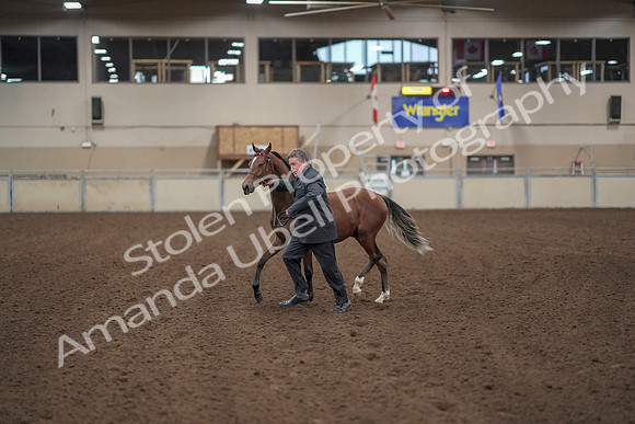 2019 Morgan Horse Show - Aug 31, 2019 - 00240