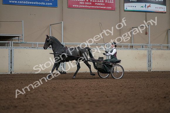 2019 Morgan Horse Show - Aug 31, 2019 - 04647