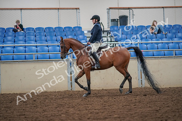 2019 Morgan Horse Show - Aug 30, 2019 - 16256