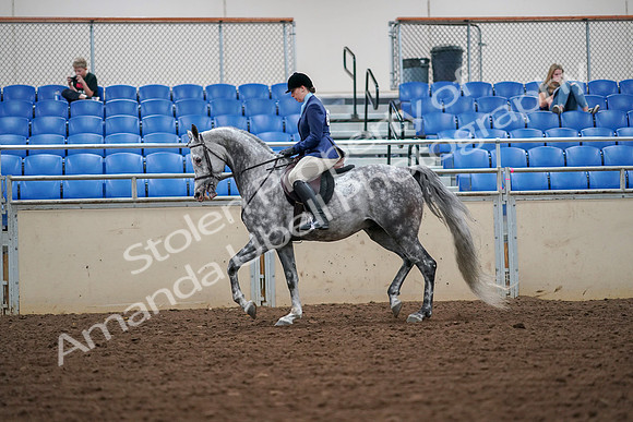 2019 Morgan Horse Show - Aug 30, 2019 - 16210