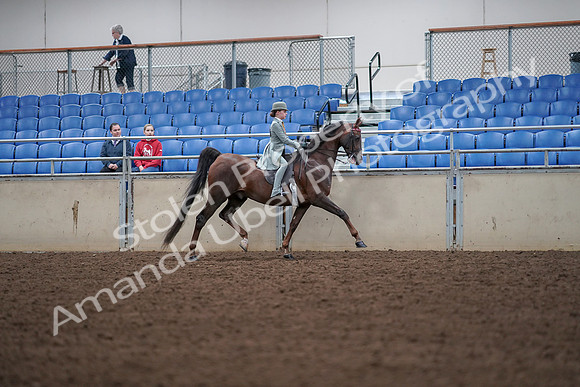 2019 Morgan Horse Show - Aug 30, 2019 - 18114