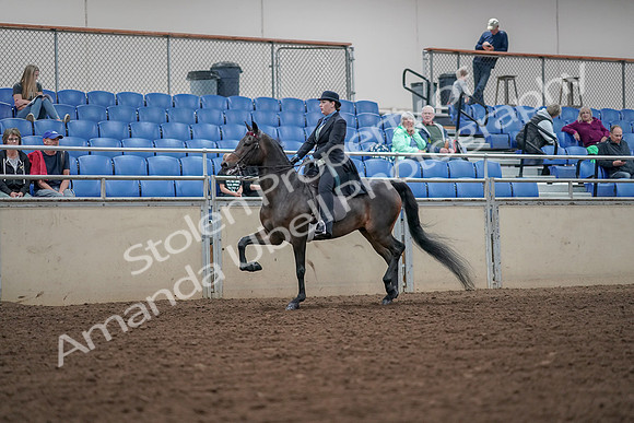 2019 Morgan Horse Show - Aug 30, 2019 - 15528