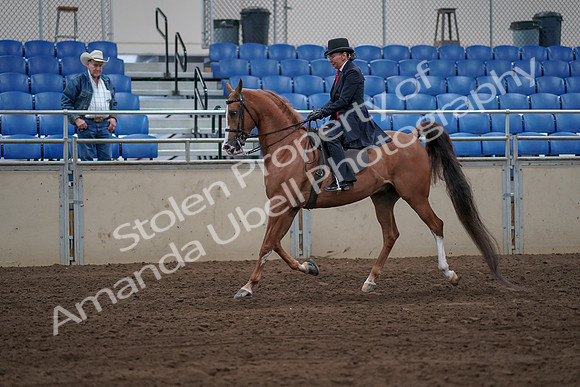 2019 Morgan Horse Show - Sept 01, 2019 - 11969