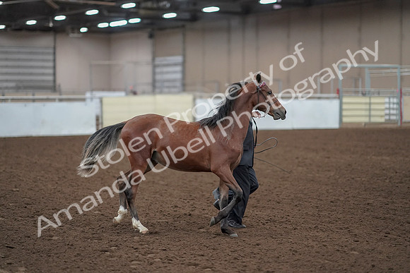2019 Morgan Horse Show - Aug 31, 2019 - 00225