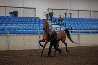 2019 Morgan Horse Show - Aug 31, 2019 - 00542