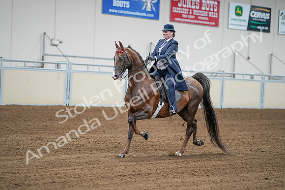 2020 - AB Morgan Horse - Fri, Sept 04 - 08210