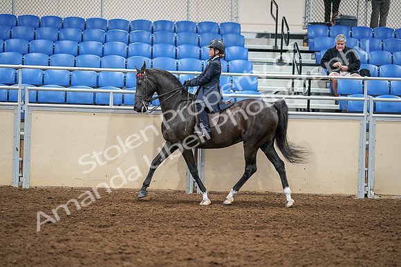 2020 - AB Morgan Horse - Fri, Sept 04 - 02995