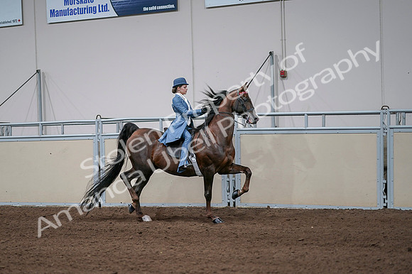 2020 - AB Morgan Horse - Fri, Sept 04 - 05125