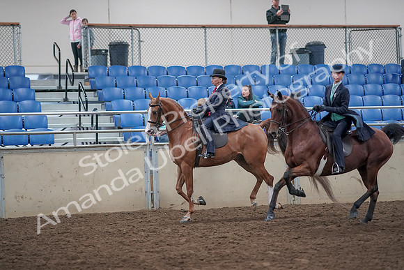2019 Morgan Horse Show - Aug 31, 2019 - 08813