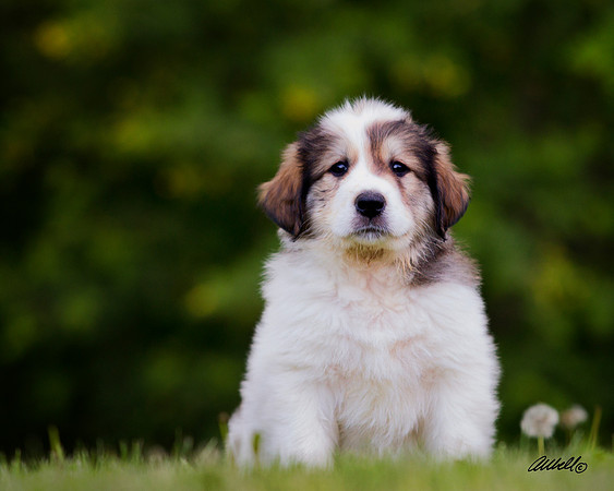 Dogs and Cats - 010