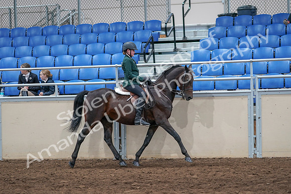 2020 - AB Morgan Horse - Sat, Sept 05 - 05167