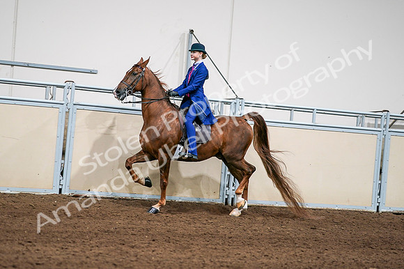 2020 - AB Morgan Horse - Fri, Sept 04 - 04973