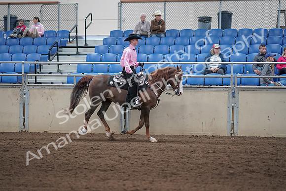 2019 Morgan Horse Show - Sept 01, 2019 - 07051