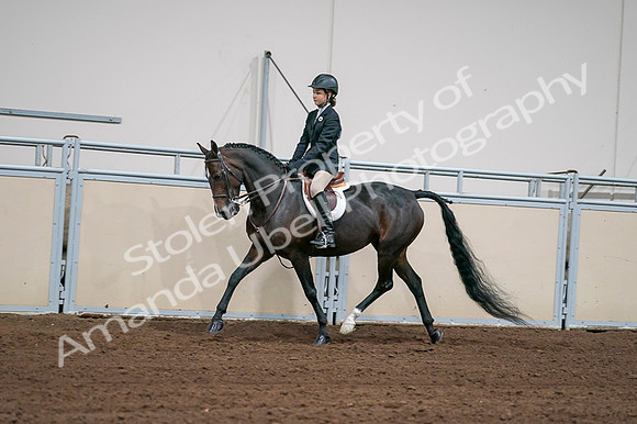 2020 - AB Morgan Horse - Fri, Sept 04 - 02025