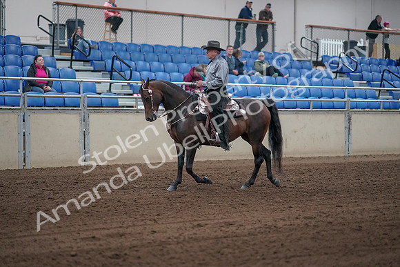 2019 Morgan Horse Show - Sept 01, 2019 - 06786