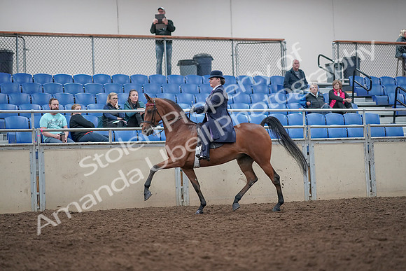 2019 Morgan Horse Show - Aug 31, 2019 - 08640