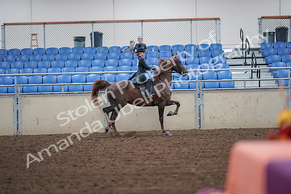 2019 Morgan Horse Show - Aug 30, 2019 - 18061