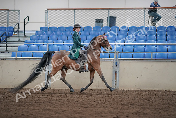2019 Morgan Horse Show - Sept 01, 2019 - 13359