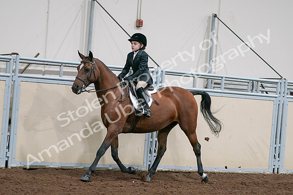 2020 - AB Morgan Horse - Fri, Sept 04 - 02044