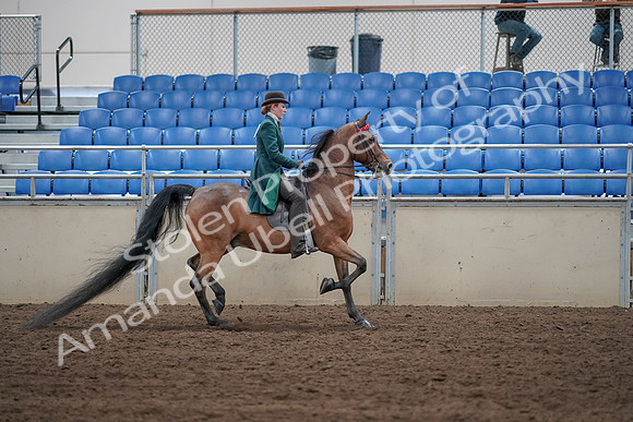 2019 Morgan Horse Show - Sept 01, 2019 - 13310