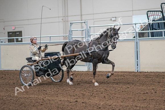 2020 - AB Morgan Horse - Sat, Sept 05 - 05929